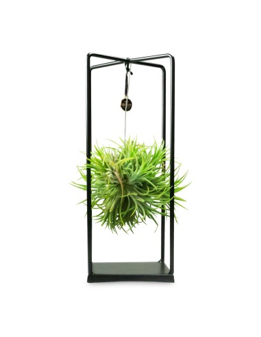 Tillandsia con supporto in ferro 