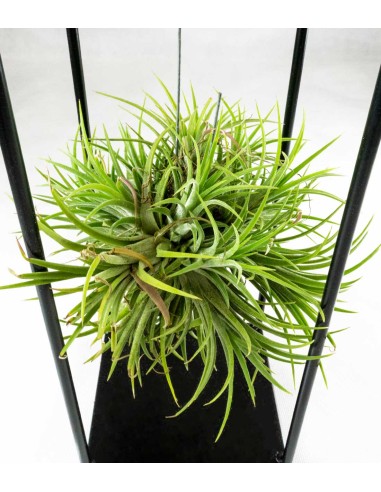 Tillandsia con supporto in ferro 