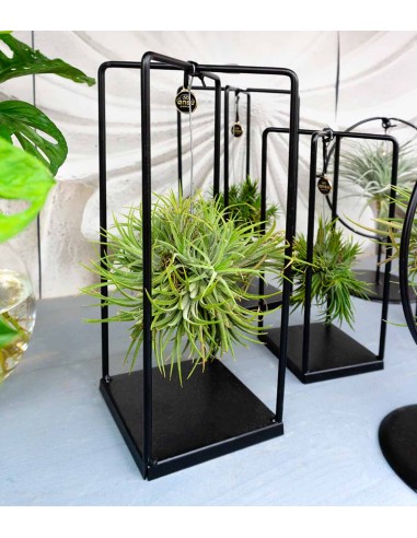 Tillandsia con supporto in ferro 