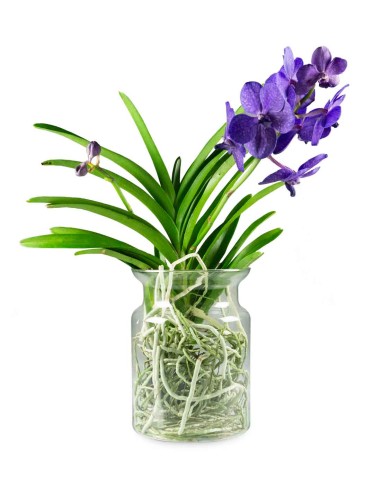 Orchidea Vanda
