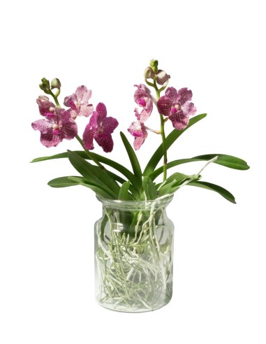 Orchidea Vanda