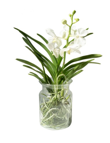 Orchidea Vanda