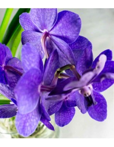 Orchidea Vanda 2
