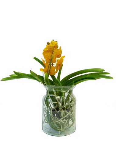 Orchidea Vanda