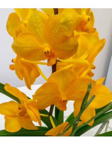 Orchidea Vanda