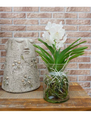 Orchidea Vanda