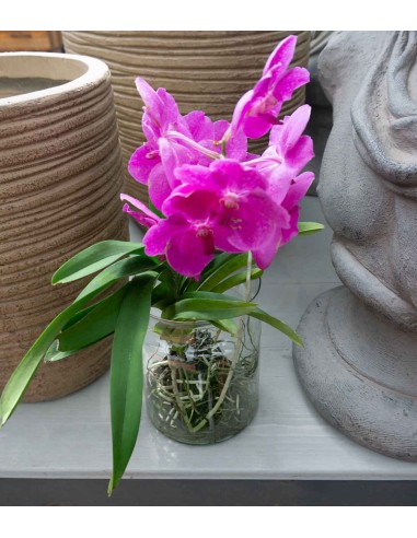 Orchidea Vanda
