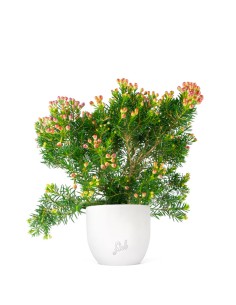Wax Flower Alberello