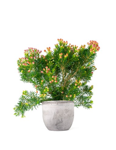 Wax Flower Alberello
