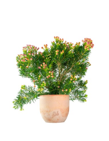 Wax Flower Alberello