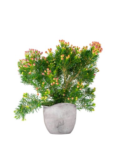Wax Flower Alberello