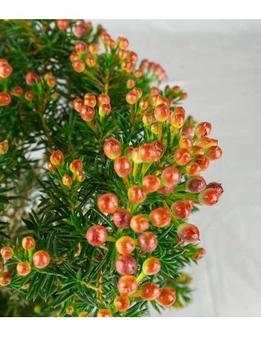 Wax Flower 