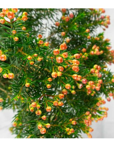 Wax Flower 