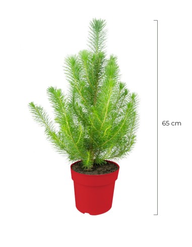 Pinus pinea o Pino domestico
