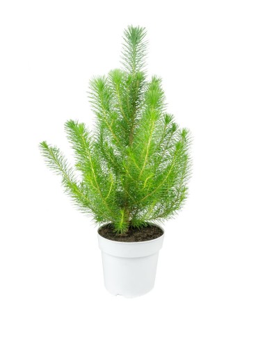 Pinus pinea o Pino domestico