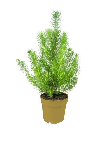 Pinus pinea o Pino domestico