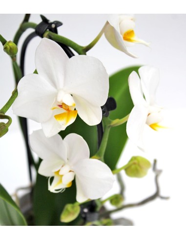 Orchidea Arco | Fiore bianco 