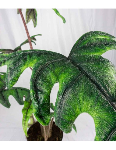 Alocasia Jacklin