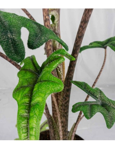 Alocasia Jacklin