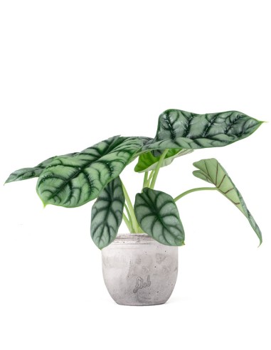 Alocasia Dragon Scale | Baginda