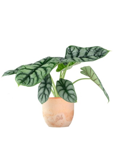 Alocasia Dragon Scale | Baginda