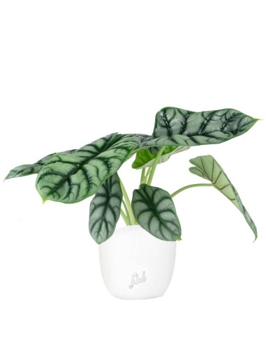 Alocasia Dragon Scale | Baginda