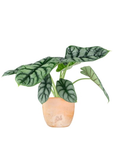 Alocasia Dragon Scale | Baginda