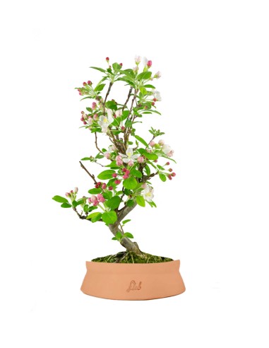 Melo bonsai 7 anni