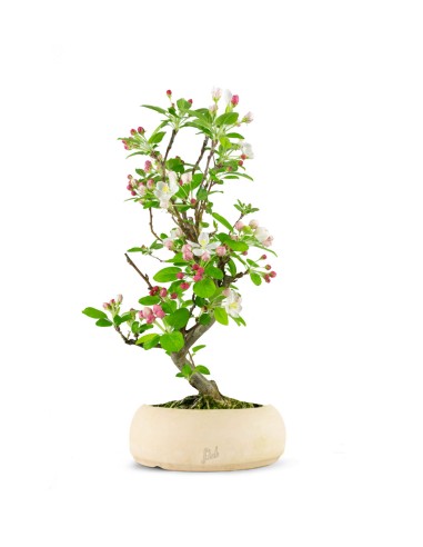 Melo bonsai 7 anni