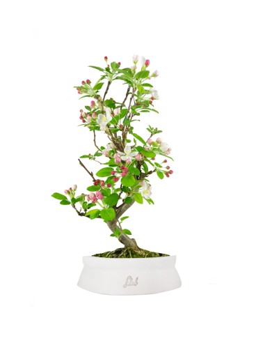 Melo bonsai 7 anni