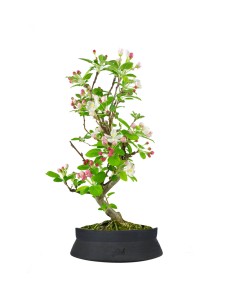 Melo bonsai 7 anni 2