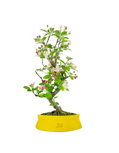 Melo bonsai 7 anni