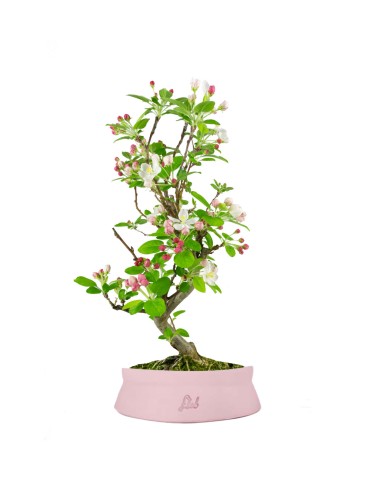 Melo bonsai 7 anni