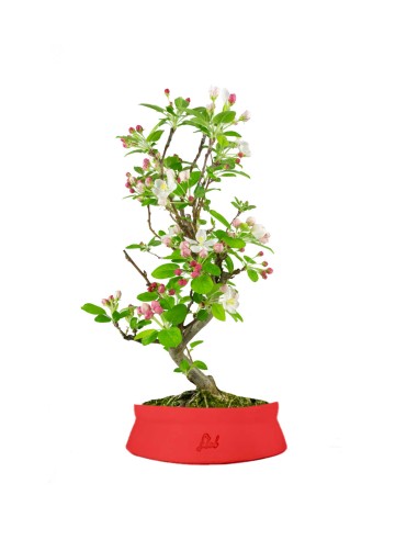 Melo bonsai 7 anni