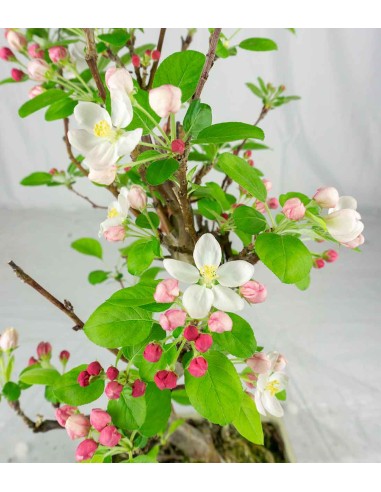 Melo bonsai 7 anni