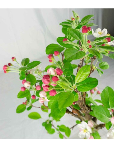 Melo bonsai 7 anni