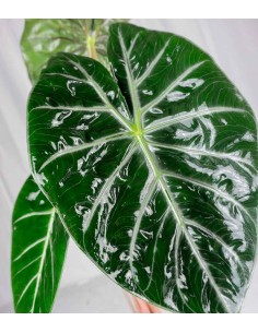 Alocasia Pink Dragon vaso 17 2