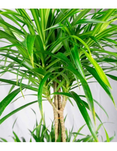 Dracena reflexa | 120 cm