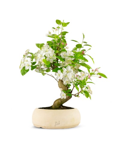 Melo bonsai | 12 anni