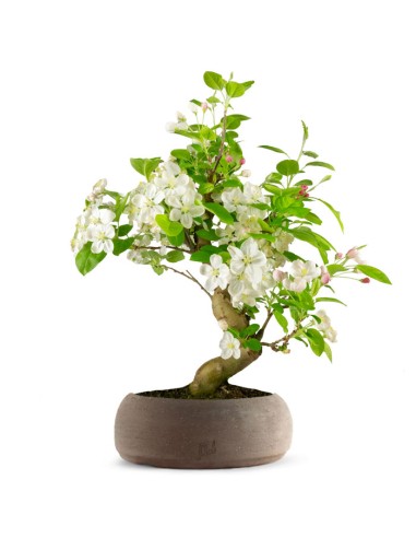 Melo bonsai | 12 anni