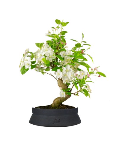 Melo bonsai | 12 anni