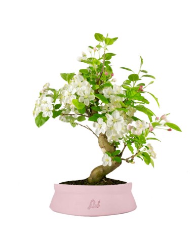 Melo bonsai | 12 anni