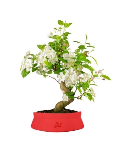 Melo bonsai | 12 anni