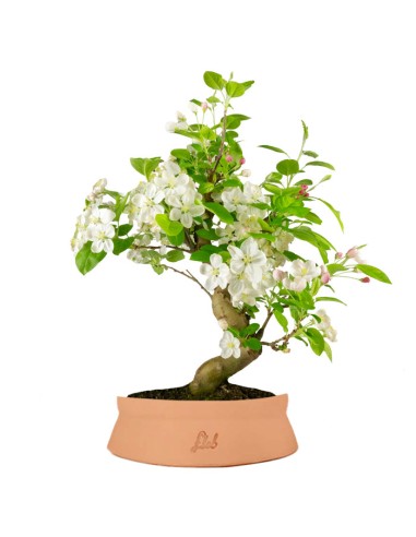 Melo bonsai | 12 anni