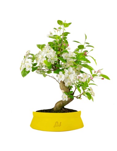 Melo bonsai | 12 anni
