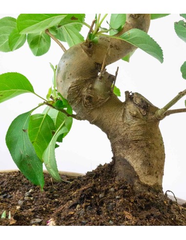 Melo bonsai | 12 anni
