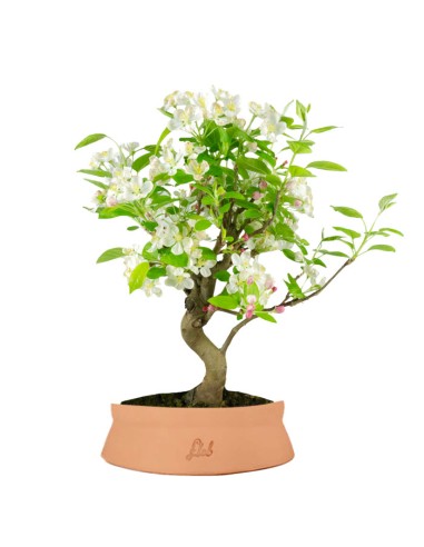 Melo bonsai | 10 anni