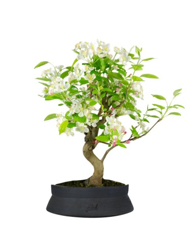 Melo bonsai | 10 anni