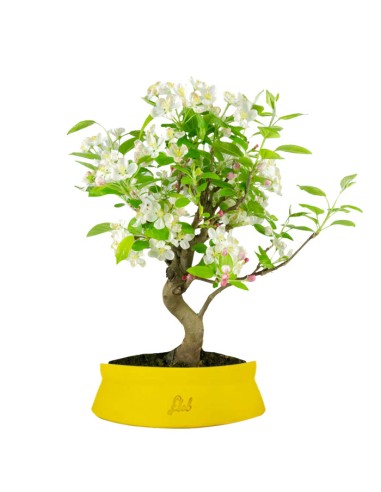 Melo bonsai | 10 anni