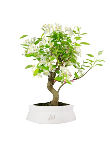 Melo bonsai | 10 anni